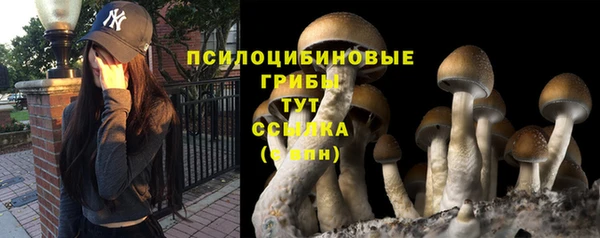 стафф Алзамай